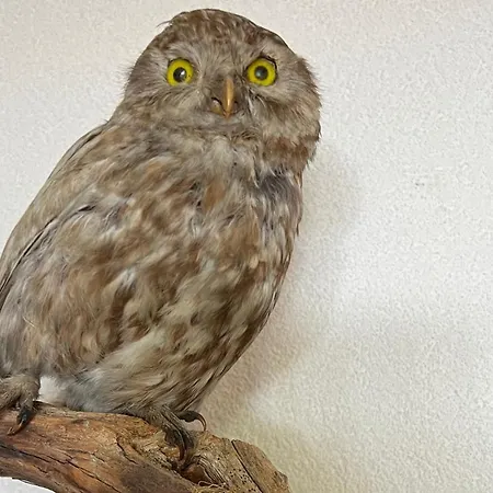 Lejlighed Casa Tschierva *